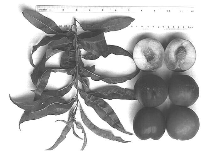 Figure 1 of US plant patent PP15062, the photograph of Sunbest printed in the patent.