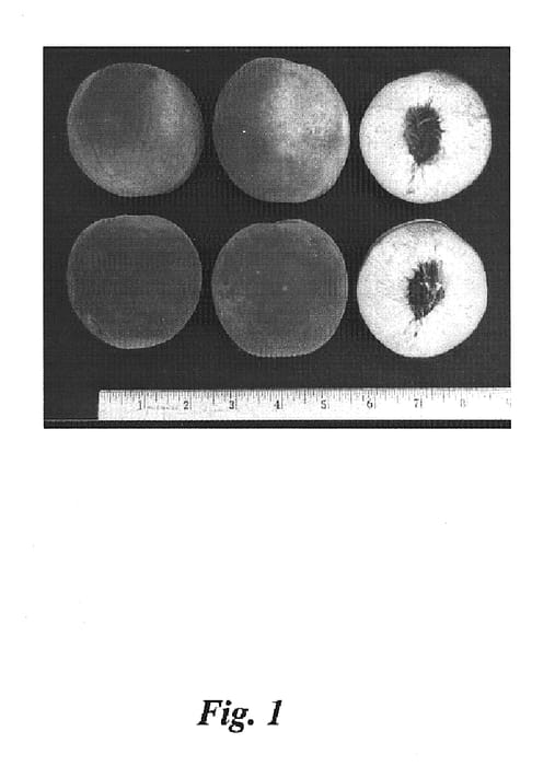 Figure 1 of US plant patent PP15063, the photograph of Sweet-N-UP printed in the patent.