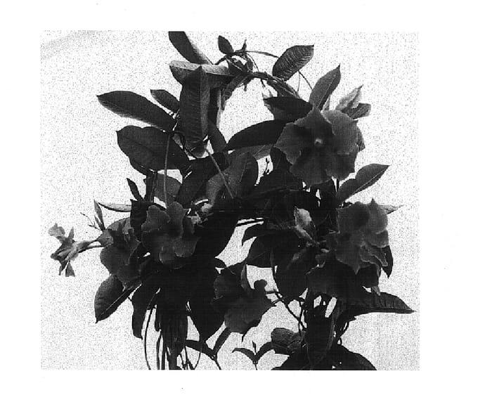 Figure 1 of US plant patent PP15064, the photograph of Pink Velvet printed in the patent.