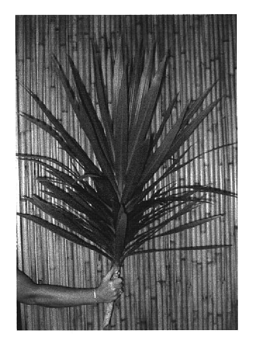 Figure 1 of US plant patent PP15065, the photograph of Tarzan printed in the patent.