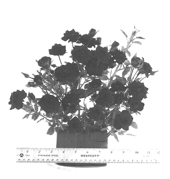Figure 1 of US plant patent PP15066, the photograph of WEKsactrumi printed in the patent.
