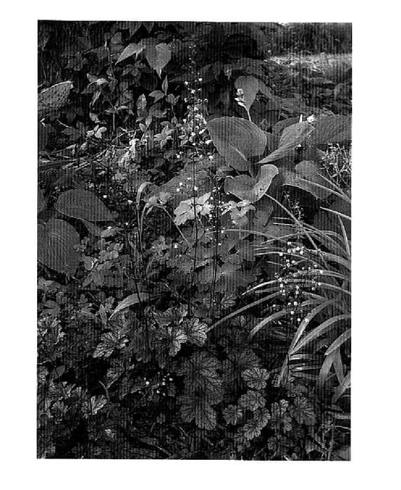 Figure 1 of US plant patent PP15067, the photograph of Silver Light printed in the patent.