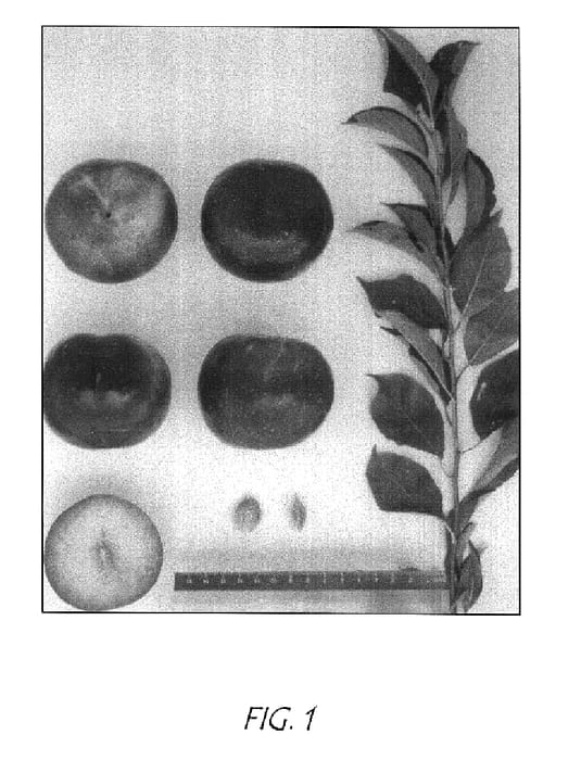 Figure 1 of US plant patent PP15068, the photograph of Suplumthirtythree printed in the patent.