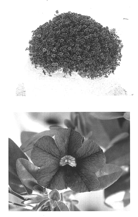 Figure 1 of US plant patent PP15069, the photograph of Wescaplum printed in the patent.