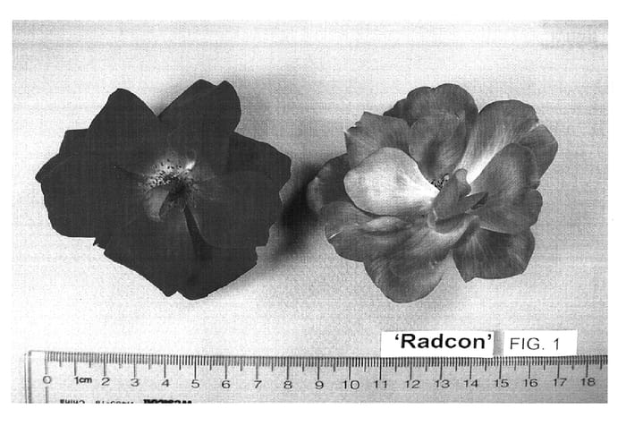 Figure 1 of US plant patent PP15070, the photograph of Radcon printed in the patent.