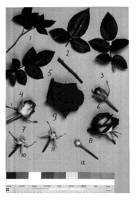 Figure 1 of US plant patent PP15071, the photograph of RUIY5991 printed in the patent.