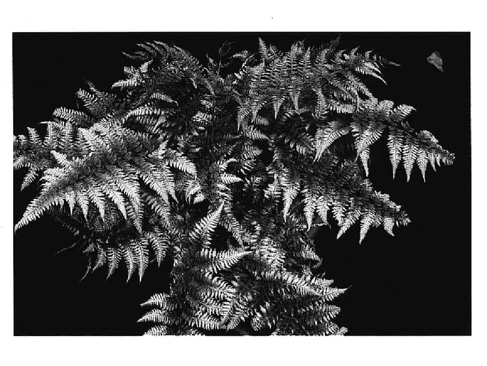 Figure 1 of US plant patent PP15072, the photograph of Burgundy Lace printed in the patent.