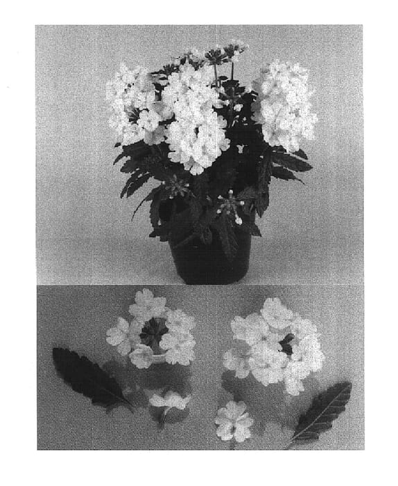 Figure 1 of US plant patent PP15073, the photograph of Bodcomwhi printed in the patent.