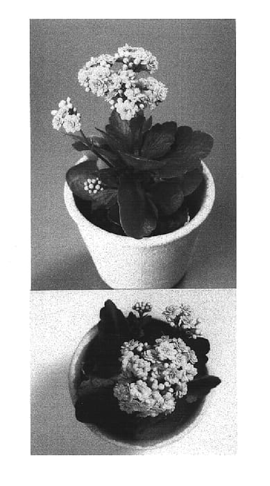 Figure 1 of US plant patent PP15074, the photograph of 2002-0539 printed in the patent.