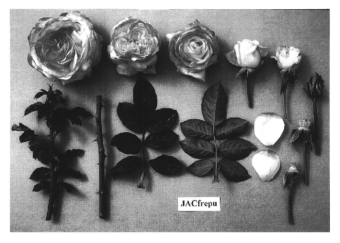 Figure 1 of US plant patent PP15075, the photograph of JACfrepu printed in the patent.