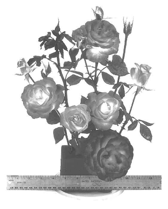 Figure 1 of US plant patent PP15076, the photograph of WEKscemala printed in the patent.