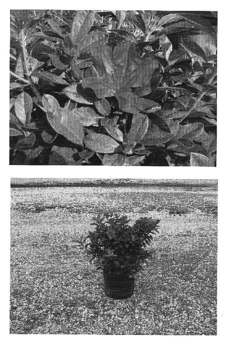 Figure 1 of US plant patent PP15077, the photograph of Roblee printed in the patent.