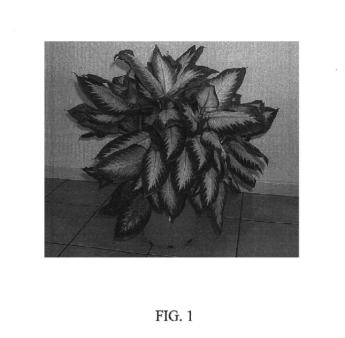 Figure 1 of US plant patent PP15078, the photograph of Nicolette printed in the patent.