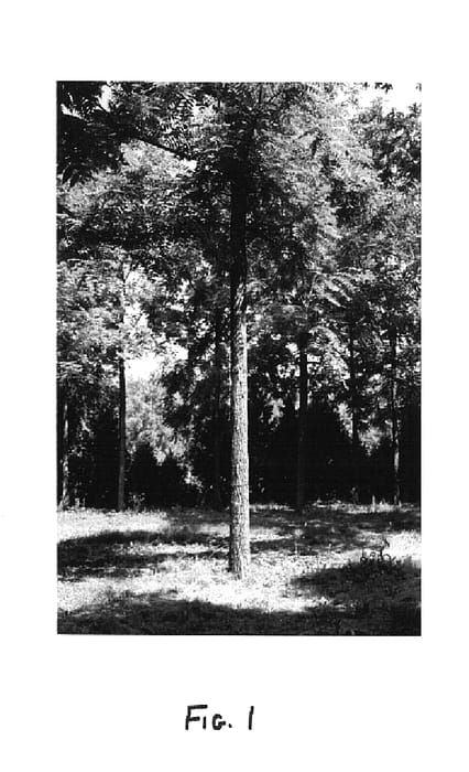Figure 1 of US plant patent PP15079, the photograph of Beineke 1 printed in the patent.