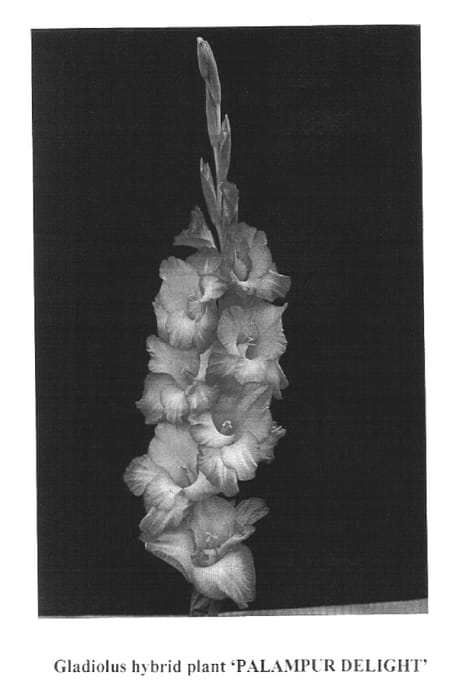 Figure 1 of US plant patent PP15080, the photograph of Palampur Delight printed in the patent.