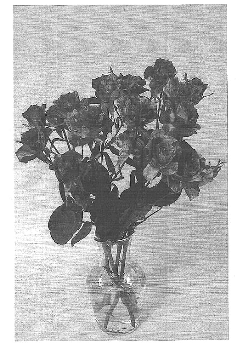 Figure 1 of US plant patent PP15082, the photograph of JACrewhi printed in the patent.