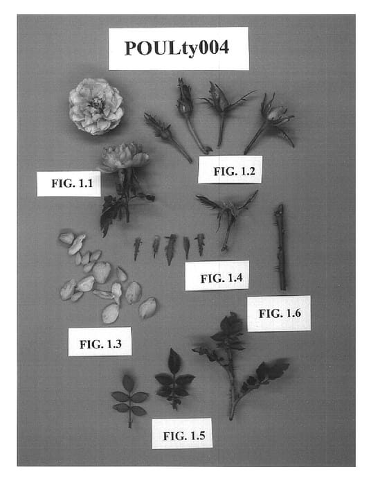 Figure 1 of US plant patent PP15083, the photograph of POULty004 printed in the patent.