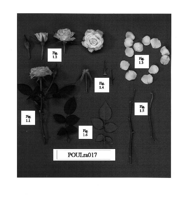 Figure 1 of US plant patent PP15084, the photograph of POULra017 printed in the patent.