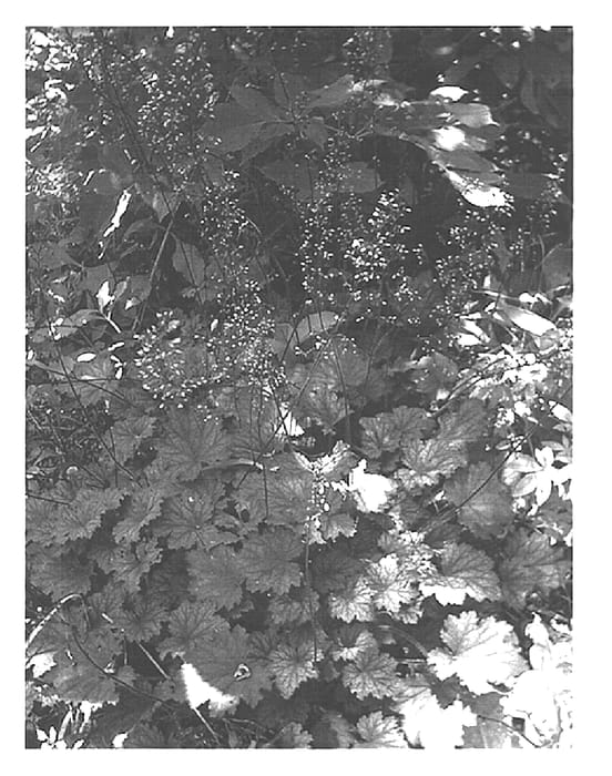 Figure 1 of US plant patent PP15085, the photograph of Frosted Violet printed in the patent.