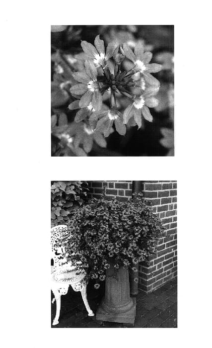 Figure 1 of US plant patent PP15086, the photograph of Wesscaeaqua printed in the patent.