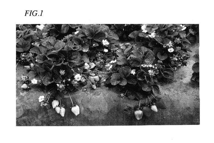 Figure 1 of US plant patent PP15087, the photograph of Cal Giant 5 printed in the patent.