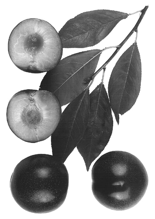 Figure 1 of US plant patent PP15088, the photograph of Interspecific tree named: Marcia's Flavor printed in the patent.