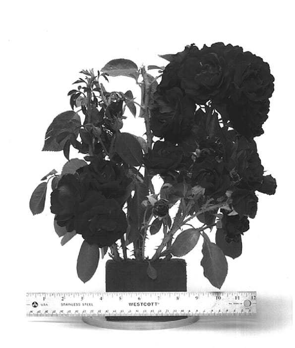 Figure 1 of US plant patent PP15089, the photograph of WEKamarsodo printed in the patent.