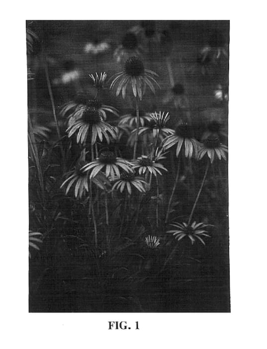 Figure 1 of US plant patent PP15090, the photograph of Art's pride printed in the patent.
