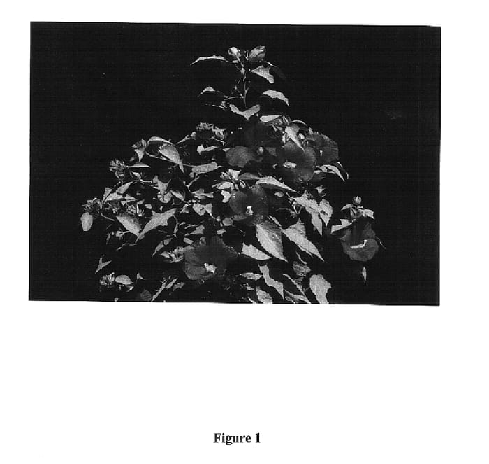 Figure 1 of US plant patent PP15091, the photograph of Whit XX printed in the patent.