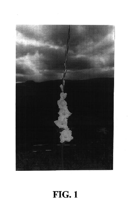 Figure 1 of US plant patent PP15092, the photograph of White Knight printed in the patent.