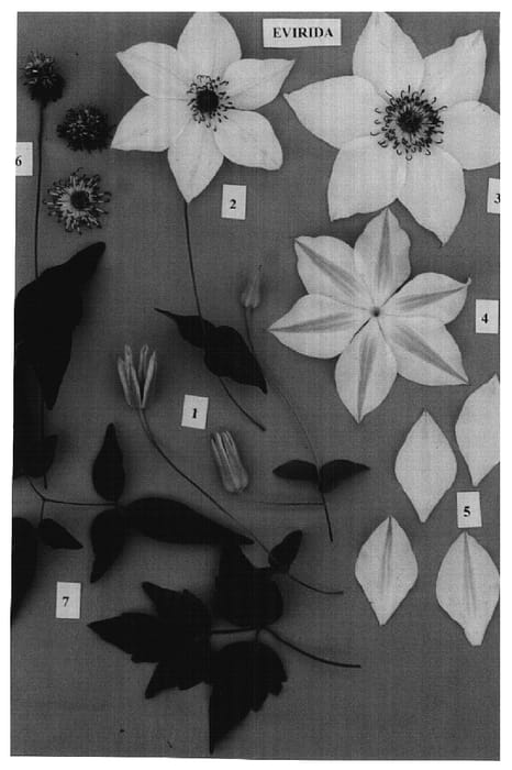 Figure 1 of US plant patent PP15093, the photograph of EVIrida printed in the patent.