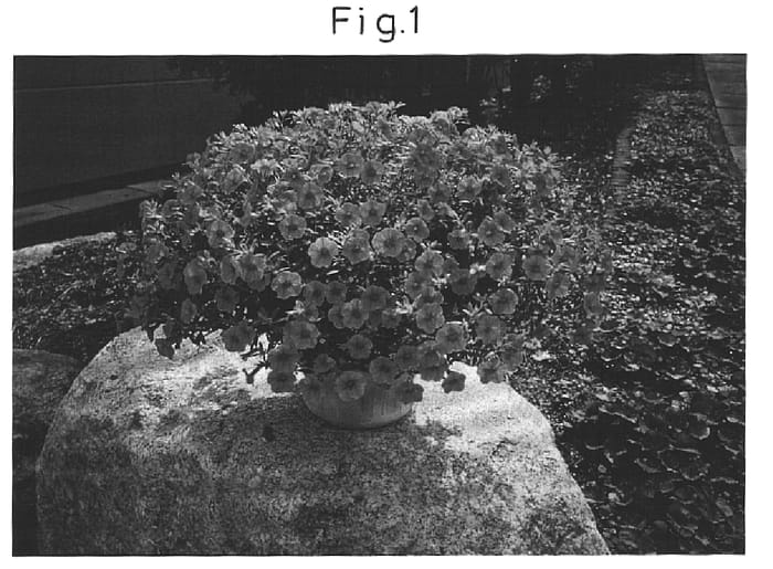 Figure 1 of US plant patent PP15094, the photograph of Sunbelkos printed in the patent.