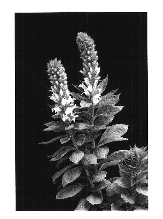 Figure 1 of US plant patent PP15095, the photograph of White Candles printed in the patent.