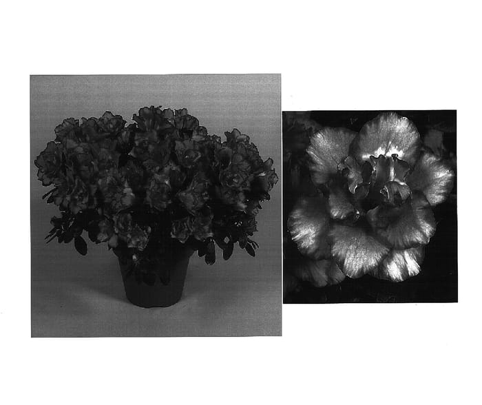 Figure 1 of US plant patent PP15096, the photograph of Christine Magic printed in the patent.