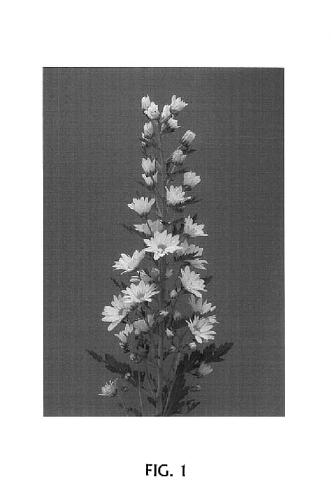 Figure 1 of US plant patent PP15097, the photograph of Brilliant Yellow printed in the patent.