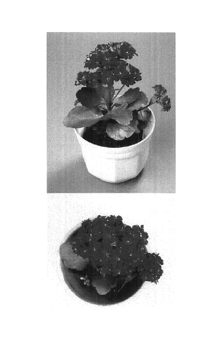 Figure 1 of US plant patent PP15098, the photograph of 2002-0517 printed in the patent.