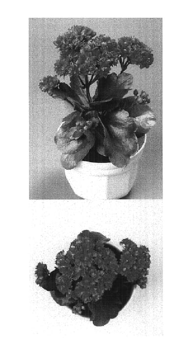 Figure 1 of US plant patent PP15099, the photograph of 2002-0518 printed in the patent.