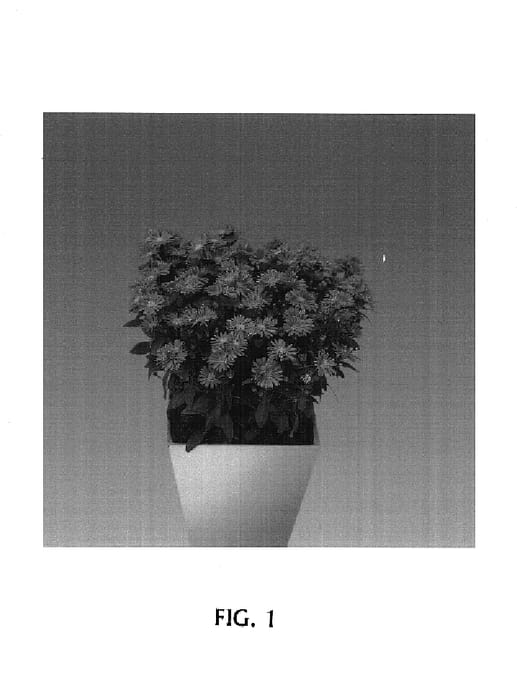 Figure 1 of US plant patent PP15100, the photograph of Dukaster printed in the patent.