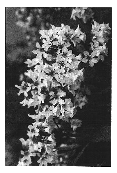 Figure 1 of US plant patent PP15101, the photograph of Apple Blossom printed in the patent.