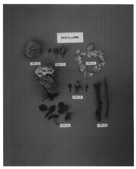 Figure 1 of US plant patent PP15102, the photograph of POULyc006 printed in the patent.