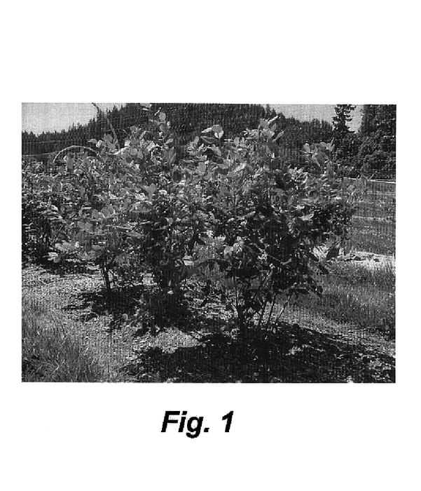 Figure 1 of US plant patent PP15103, the photograph of Draper printed in the patent.
