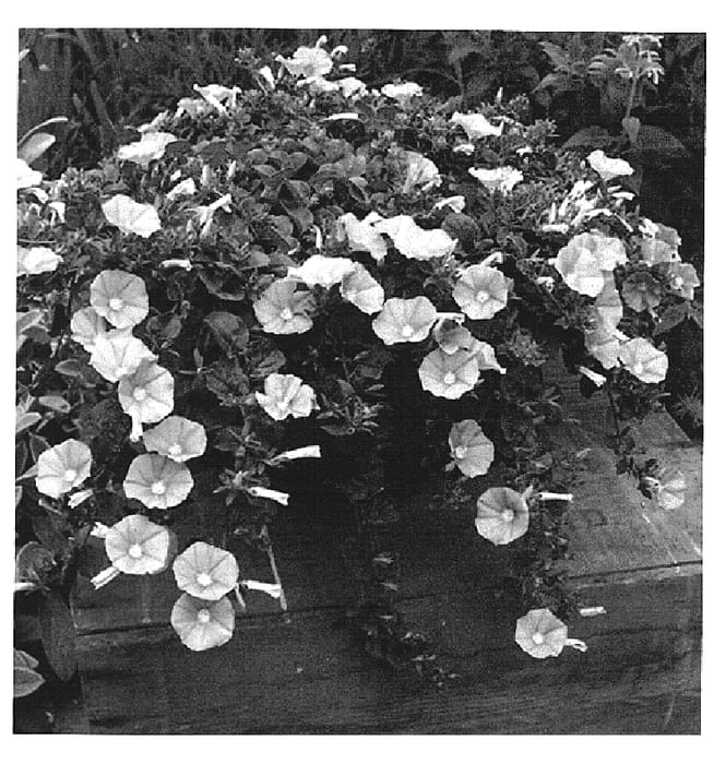 Figure 1 of US plant patent PP15104, the photograph of Moroccan Beauty printed in the patent.