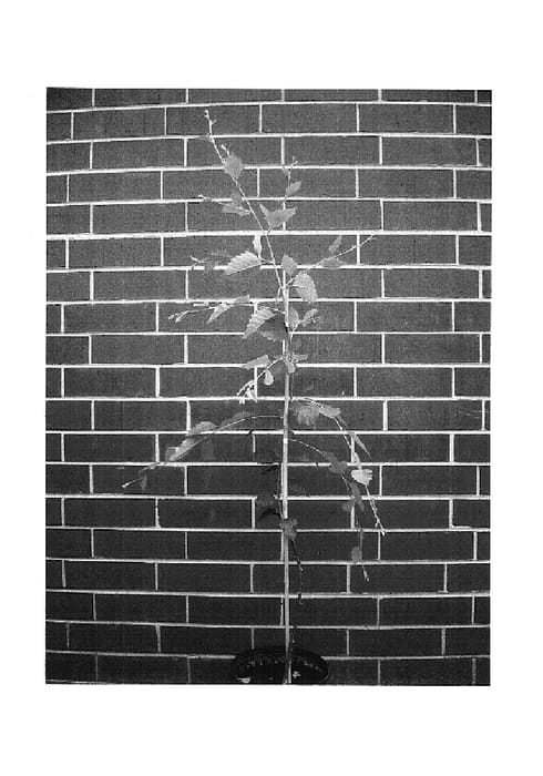 Figure 1 of US plant patent PP15105, the photograph of Summer Cascade printed in the patent.