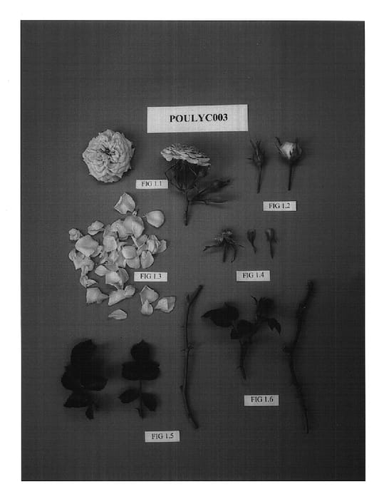 Figure 1 of US plant patent PP15106, the photograph of POULyc003 printed in the patent.