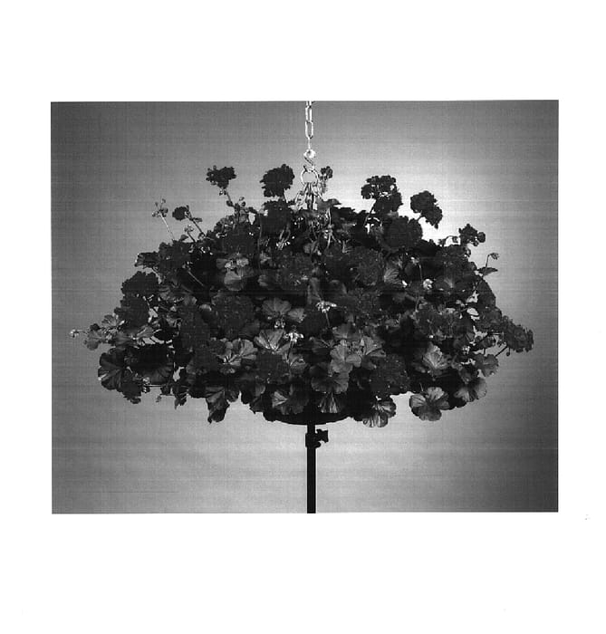 Figure 1 of US plant patent PP15107, the photograph of Fip 202 printed in the patent.