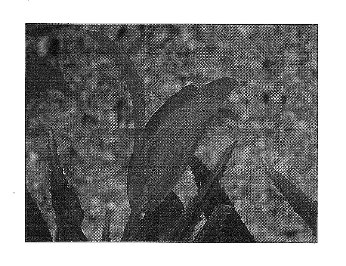 Figure 1 of US plant patent PP15108, the photograph of Bonfire printed in the patent.