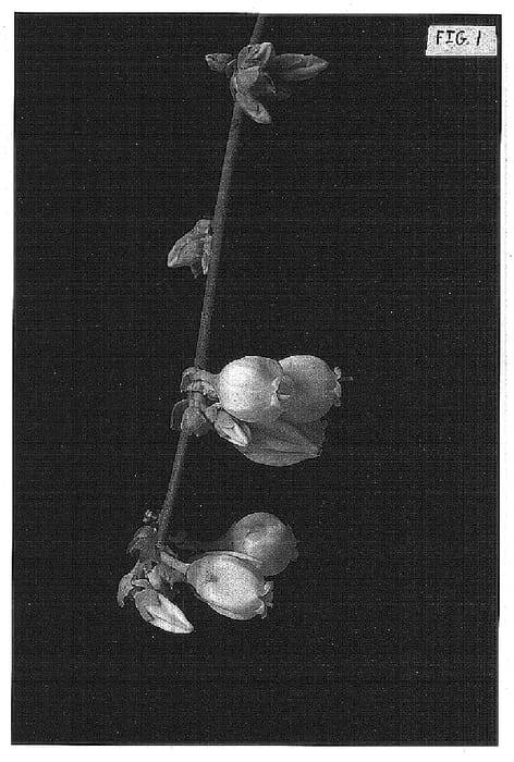 Figure 1 of US plant patent PP15109, the photograph of Savory printed in the patent.