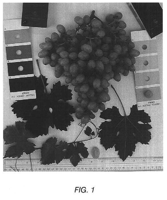 Figure 1 of US plant patent PP15110, the photograph of Sugratwentysix printed in the patent.