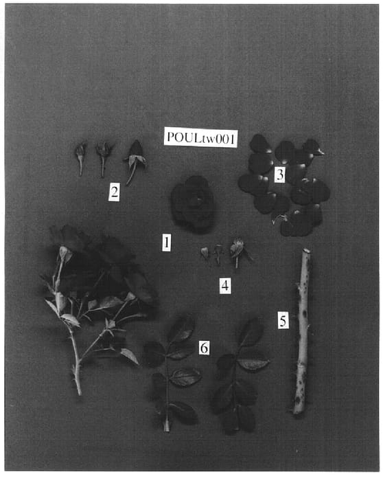 Figure 1 of US plant patent PP15111, the photograph of POULtw001 printed in the patent.
