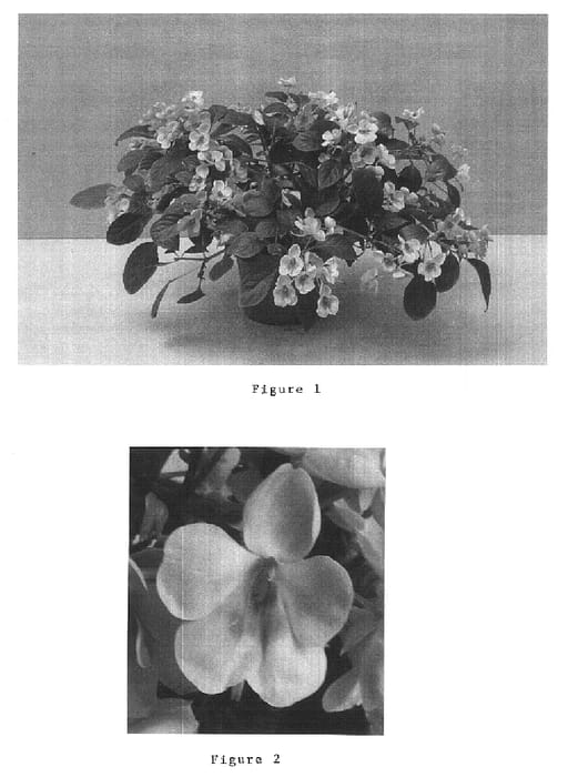 Figure 1 of US plant patent PP15112, the photograph of Balfusnset printed in the patent.